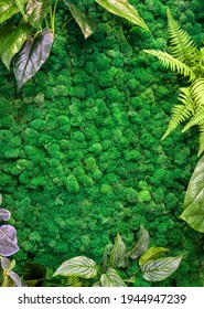 Vertical Garden Background, Green Moss In Office Or Home Interior For Wallpaper. Natural Plants Texture On Wall, Beautiful Decor Inside Modern House. Cozy Ecological Design With Landscaping Indoor.