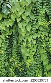 Vertical garden background, Nice leaf and plant texture background