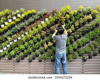 Vertical garden decoration, ornamental plant growing in tree pot, wall decoration using potted plants, man arranging tree pot on the wall  - Shutterstock ID 1954372234
