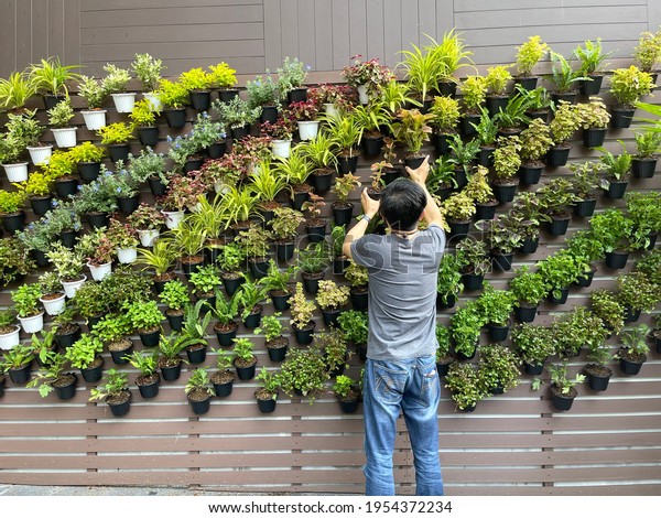 Vertical garden decoration, ornamental plant growing in\
tree pot, wall decoration using potted plants, man arranging tree\
pot on the wall 