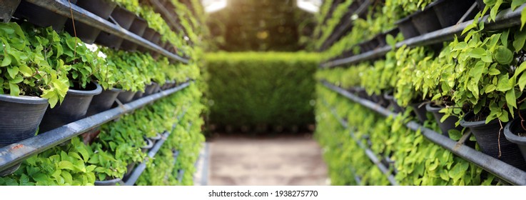 Vertical Garden Farming With Iron Rack For Green Wall From Nature In Banner Size