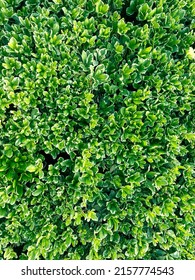 A Vertical Garden Hedge Landscaping Gardening Fresh Cut Pruning Bush Pruned Leafy Formal Ornamental Gardens Shrubbery