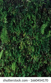 Vertical Garden Nature Backdrop, Living Green Wall Of Devil's Ivy, Ferns, Philodendron, Peperomia, Inch Plant And Various Types Of Tropical Rainforest Foliage Plants On Dark Background.