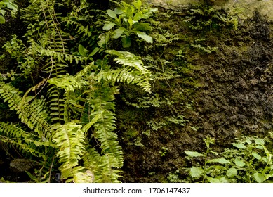 Vertical Garden Nature Backdrop, Living Green Wall Of Devil's Ivy, Ferns, Philodendron, Peperomia, Inch Plant And Different Varieties Tropical Rainforest Foliage Plants On Dark Background.