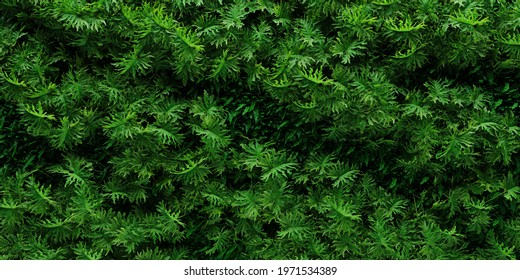 Vertical garden Philodendron Background. 3DRendering