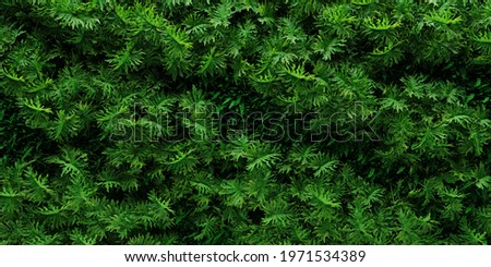 Vertical garden Philodendron Background. 3DRendering