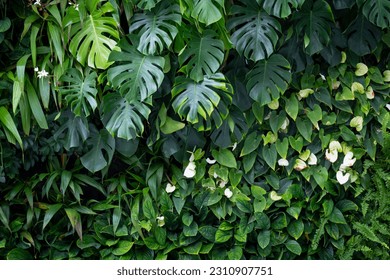 A vertical garden using Monstera Philodendron as the main plant along with other foliage plants. It's a background that feels like you're in a rainforest.