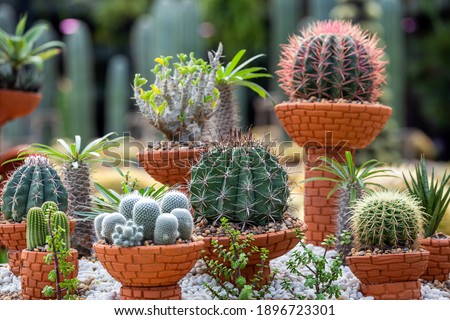 Vertical gardening for cactus and desert plants in the field.
