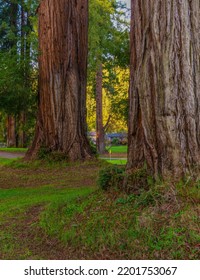 A Vertical Of Giant Sequoia Trees In A Park 