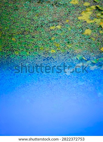 Vertical gradient from dense green floating vegetation fading into open clear blue water, classic visual for cover density and water clarity studies.