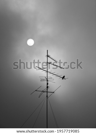 Similar – Image, Stock Photo Together towards the sun