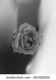 425 Grayscale rose Stock Photos, Images & Photography | Shutterstock