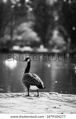 Similar – Image, Stock Photo Standing goose bird animal