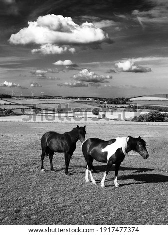 A vertical grayscale shot of horses in a field