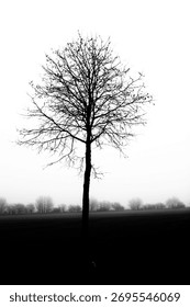 A vertical grayscale shot of a single leafless tree silhouette against the misty sky