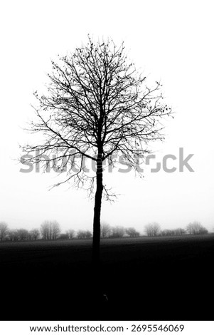 A vertical grayscale shot of a single leafless tree silhouette against the misty sky