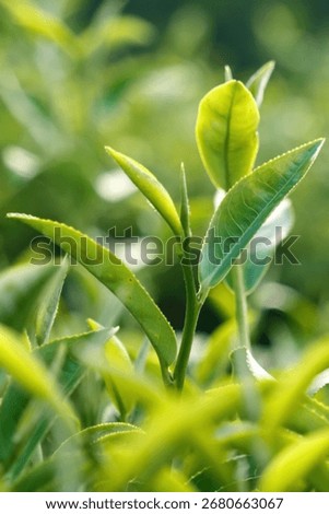 Vertical Green tea tree field Garden water hose landscape. Organic farm tender bud herbal Green tea tree camellia sinensis water. Vertical Close up Fresh Tree tea mountain green nature herbal farm