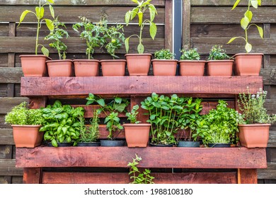 Vertical Herb Garden In Pots. Home Garden, Herbs In Outdoor Backyard. Wooden Crate With A Variety Of Fresh Green Potted Culinary Herbs Growing Outdoors In A Backyard Garden
