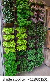 A vertical herb garden in a small urban garden space with range of herb vaieties