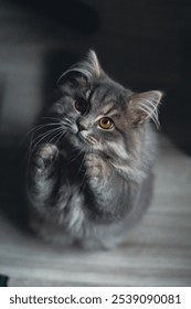 A vertical high angle of a fluffy gray cat looking up