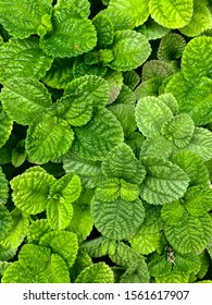 A Vertical High Angle Shot Of A Bush Of Green Leaves