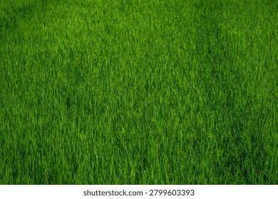 A vertical high angle shot captures a lush agricultural plantation filled with dense growing grass stalks during a bright sunny day.