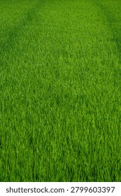 A vertical high angle shot captures a lush agricultural plantation filled with dense growing grass stalks during a bright sunny day.