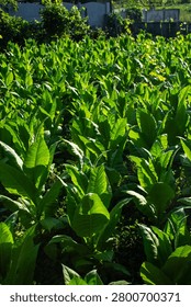 Vertical high angle view of a lush green tobacco field growing in a rural garden under morning sunlight.