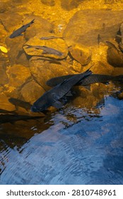 A vertical high-angle close-up shot of large Mahseer fish School of wild brook carp swimming in crystal clear stream water over sunlit rocks