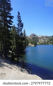A vertical, high-angle shot capturing the scenic view of a deep blue alpine lake nestled in the California mountains. In the foreground, a sandy, light-colored dirt bank slopes down toward the water's edge on the left, bordered by a dense grove of tall, straight evergreen pine trees. The clear, dark blue water stretches across the right side of the frame, leading toward a distant shoreline backed by rugged granite mountain peaks and forested slopes. The entire wilderness scene is bathed in brilliant afternoon sunlight under a completely clear, bright blue sky.