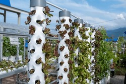 Vertical Hydroponic Gardens, Tower Hydroponic Gardens Using Pipes