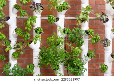 Vertical hydroponic system with aromatic herbs, basil, prezemulus. Organic vegetable garden in plastic tubes Smart garden with modern hydroponic systems for healthy and quality agriculture.