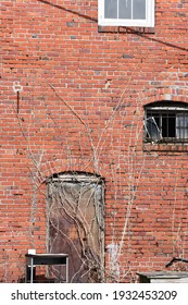 Vertical Image Of An Abandoned Neglected Brick Wall With Overgrown Vines, Barred Window, Foreboding Door.  WAll Appears To Belong To A Tenement, Warehouse, Or Section 8 Housing.