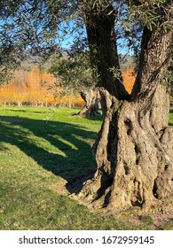 A vertical image of an ancient, gnarled olive tree in evening light, casting long shadows across grass.