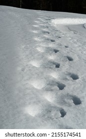 780 Bear tracks in snow Images, Stock Photos & Vectors | Shutterstock