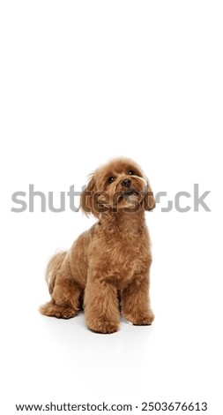 Vertical image of beautiful little dog, brown purebred Poodle calmly sitting isolated on white background. Dog handler lessons. Concept of animals, domestic pet, care, vet, joy and fun, pet friend.