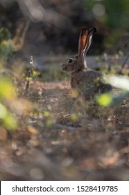 A Vertical Image Of A Black Tailed Jackrabbit Taken From A Point Of View Near The Ground.