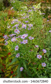 Vertical image of 'Bluebird' smooth aster (Symphyotrichum laeve 'Bluebird') in flower in a garden setting