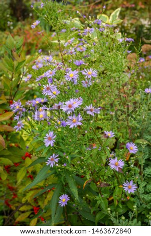Vertical image of 'Bluebird' smooth aster (Symphyotrichum laeve 'Bluebird') in flower in a garden setting