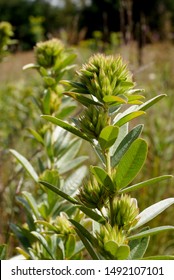 Vertical image of the developing seedheads of round-headed bush clover (Lespedeza capitata)