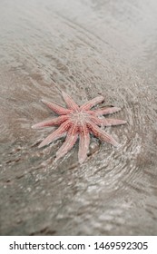 Vertical Image Of An Eleven Armed Sea Star (Coscinasterias Muricata). This Sort Of Starfish Is Distributed All Over Australia And Zealand. Close Up Picture.