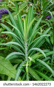 Vertical Image Of Euphorbia Lathyris, Commonly Known As Mole Plant, Gopher Spurge, Or Caper Spurge, Showing The Stem And Leaves