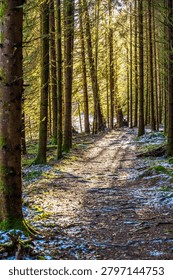 Vertical image of a forest path in the Oberpfälzer Wald in Bavaria, Germany. Tall evergreen trees line a narrow dirt trail with exposed roots. Low winter sunlight shines through the trunks, creating long shadows and warm highlights on the forest floor. Patches of snow and green moss cover the ground, emphasizing the cold season atmosphere in this quiet German woodland.