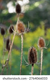 Vertical image of a group of three dried long stemmed Common Teasel heads at end of season.                     