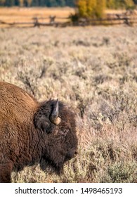 Vertical image with the head and shoulder of a male bison in profile, moving through sagebrush of Jackson Hole, Wyoming, with an old wooden ranch fence in the background.