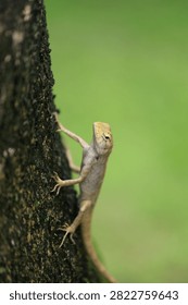 Vertical image, Iguana or lizard climbing a tree on the island of Madagascar: home to half the world's chameleons and various other lizard species: suitable for website banner backgrounds and backdrops, phone screens, team images.(The image is intentionally blurred.)