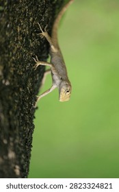 Vertical image, an iguana or lizard crawling down a tree on the island of Madagascar: home to half the world's chameleons and various other lizard species: suitable for website banner backgrounds and backdrops, phone screens, and team use.(The image is intentionally blurred.)