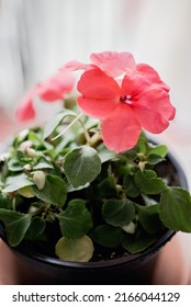 Vertical image of an Impatiens walleriana or joy of the house plant, with light pink flowers.