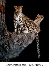 Vertical image of a leopard sitting upright in a tree, artificially lit, against a black night sky