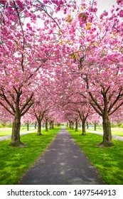 Vertical image of park with alley of pink blossoming sakura trees. Spring landscape. Walking path under the beautiful sakura trees or cherry trees tunnel during blossom season. Romantic walkway Sakura